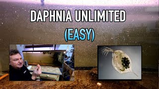 How I Raise Daphnia Water Fleas And You Can Too [upl. by Ainav]