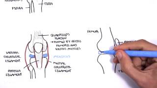 Clinical Anatomy  Knee [upl. by Hadlee]