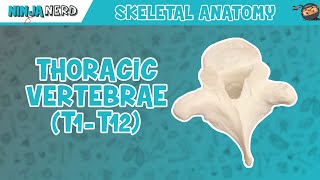 Thoracic Vertebrae T1T12 Anatomy [upl. by O'Rourke]