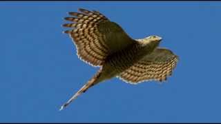 Sparrowhawk Bird Call Bird Song [upl. by Nylirrej308]