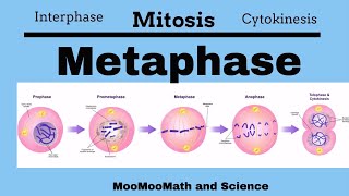 Metaphase Mitotic Stages [upl. by Grand]