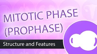 Steps of Mitosis Prophase [upl. by Beaudoin]