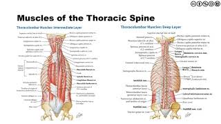 Thoracic Spine  Anatomy Biomechanics Kinesiology [upl. by Netnilc]