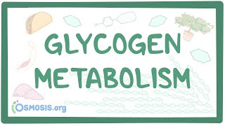 Glycogen metabolism [upl. by Birch375]