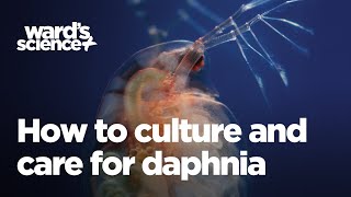 Caring and Culturing for Daphnia [upl. by Goodhen670]