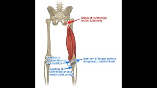 Two Minutes of Anatomy Hamstrings [upl. by Assirem]