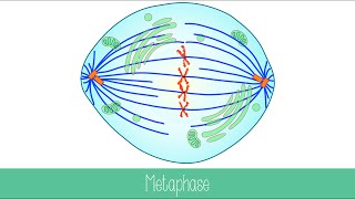 Mitosis and Cytokinesis [upl. by Lirbij324]