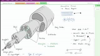 Tendon anatomy [upl. by Ardnohs765]