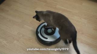 Cat shows HOW TO use iRobot Roomba Vacuum [upl. by Leibarg]