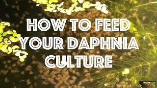 How To Feed Your Daphnia Culture [upl. by Yud243]