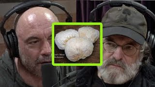 Paul Stamets Miracle Mushrooms Mycelium and Your Health [upl. by Ennair]