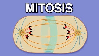 MITOSIS CYTOKINESIS AND THE CELL CYCLE [upl. by Rama]