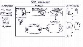 Die Mitose Der Zellzyklus [upl. by Yldarb]