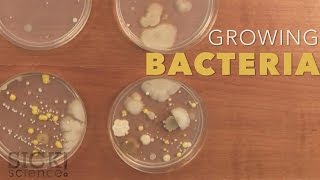 Growing Bacteria  Sick Science 210 [upl. by Ermina]