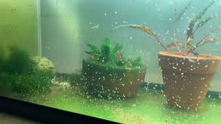 Daphnia Culturing Snails or no snails [upl. by Fidole]