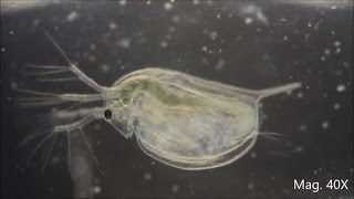 Daphnia magna under the Microscope [upl. by Ialokin]