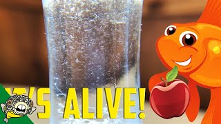 How to culture Vinegar Eels The EASY Way Live Fish Food [upl. by Akkin819]