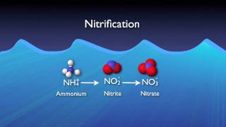 Nitrogen Removal Basics [upl. by Enyahc]