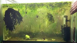 Scuds Daphnia Cherry Shrimp Copepods My aquatic food culture [upl. by Hafeenah]