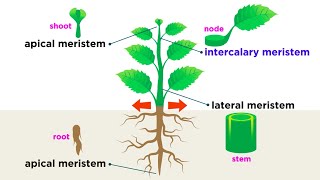 Types of Plant Cells [upl. by Nij308]