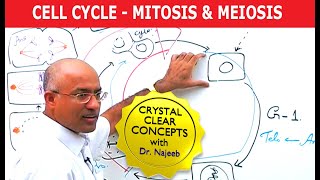 Cell Cycle and Genes  Mitosis amp Meiosis [upl. by Nahtiek]