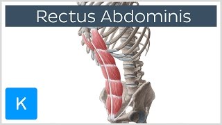 Rectus Abdominis Muscle Overview  Anatomy  Kenhub [upl. by Esta555]