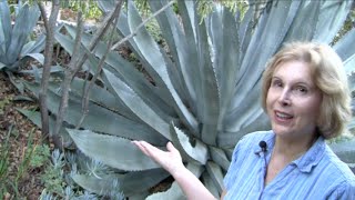 What You MUST Know About Century Plants Agave americana [upl. by Ellett]