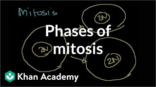 Phases of Mitosis [upl. by Mercorr]