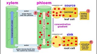 Types of Plant Tissues [upl. by Nellaf]