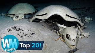 ¡Top 20 Cosas Más ESPELUZNANTES Encontradas en el Océano [upl. by Mcclary]