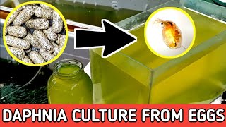 HOW TO HATCH DAPHNIA EGGS  HOW TO CULTURE DAPHNIA [upl. by Enilarac]