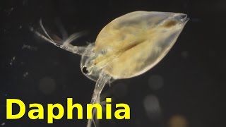 Daphnia [upl. by Calandra]