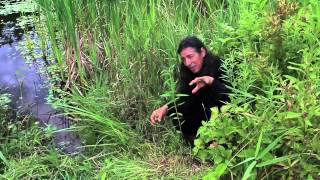 7Song talks about Blue Vervain Verbena hastata [upl. by Nett]