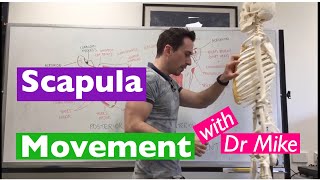 Scapula Movement  Functional Anatomy [upl. by Reema]