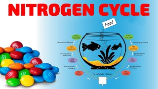 THE AQUARIUM NITROGEN CYCLE [upl. by Ahsika95]