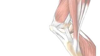 Tendons vs Ligaments  Whats the Difference [upl. by Bryan]