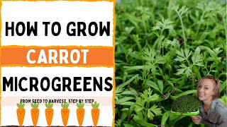 How to Grow Carrot Microgreens Back 2 Basics [upl. by Eno]