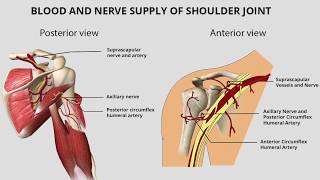 Shoulder Joint Anatomy [upl. by Wilkens382]