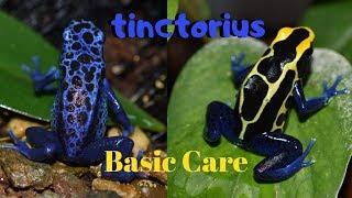 Dart Frog Care Series Part 1 Dendrobates tinctorius [upl. by Shanda115]