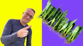 Secrets to Snake Plant Propagation How to Propagate Sansevieria [upl. by Burger]