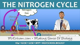 Cycles Within Ecosystems  Nitrogen Cycle  GCSE Biology 91 [upl. by Ailhad]