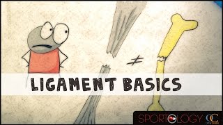 Ligament Basics  Science Explained [upl. by Elizabet]