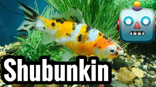 Shubunkin Goldfish Care Guide [upl. by Christalle]