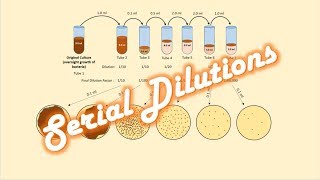 Serial Dilutions of a Bacterial Culture [upl. by Esinal284]