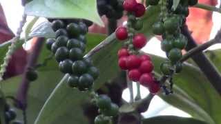 How to Grow Black Pepper Piper nigrum [upl. by Odilo492]