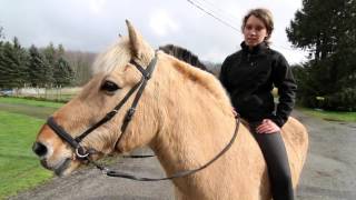 Be kind to your horse Norwegian Fjord horse using bitless review [upl. by Ima132]