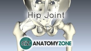 Hip Joint  3D Anatomy Tutorial [upl. by Dnilazor]