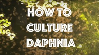 How To Culture Daphnia Magna [upl. by Sedlik]