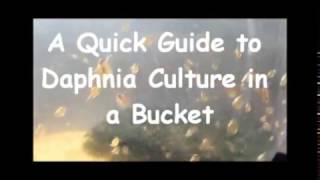 How to culture daphnia outside [upl. by Nani983]