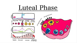 Luteal Phase of the Menstrual Cycle  MCAT Biology [upl. by Atnaloj]